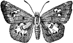"The Hesperidae or Skippers, so called from their jerky hesitating mode of flight, show, in the thickness of their bodies, the only partially erect way in which they hold their wings when at rest, and the enclosure of their pupa in a cacoon, a distinct approach to the other great division of the Lepidoptera." &mdash; Encyclopedia Britanica; 1893