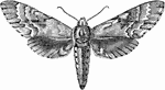 "The Sphingina or Sphinx Moths, so callled from the curious havit which the larva have of raising the anterior segments of their bodies, and remaining motionless in this position for hours, thus bearing a fanciful resemblace to the fabled Sphinx, are for the most part crepuscular and day-flying." &mdash; Encyclopedia Britanica; 1893