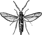 "Clear-winged moths, Sesiidae, day-fliers, and looking more like bees, wasps, and ichneumons which they are supposed to imitate." &mdash; Encyclopedia Britanica; 1893