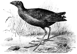A bird that lives in the marshes. Has a stout bill and long legs, and more stately carriage. The plumage is very rich and elegant with intense blue, purple, and other tints.