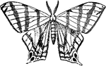 "The Geometrina in the larval condition have only four prolegs, the usual number being ten, and in moving these are brought close up to the last pair of thoracic limbs, thus giving the caterpillar a looped appearance, hence the term "loopers" usually applied to these moths; they then hold on by the prolegs, and releasing those in front carry the body forward until the arched appearance is gone. They thus move by an alternate process of looping and straightening their bodies. The larva of Geometers have also the curious havit of fixing themselves by their hind feet to the branch of a shrub, throwing the remainder of their bodies out, and remaining motionless in this position for hours, thus exhibiting an enormous amount of muscular energy." &mdash; Encyclopedia Britanica; 1893