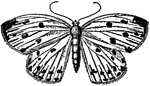 "The Geometrina in the larval condition have only four prolegs, the usual number being ten, and in moving these are brought close up to the last pair of thoracic limbs, thus giving the caterpillar a looped appearance, hence the term "loopers" usually applied to these moths; they then hold on by the prolegs, and releasing those in front carry the body forward until the arched appearance is gone. They thus move by an alternate process of looping and straightening their bodies. The larva of Geometers have also the curious havit of fixing themselves by their hind feet to the branch of a shrub, throwing the remainder of their bodies out, and remaining motionless in this position for hours, thus exhibiting an enormous amount of muscular energy." &mdash; Encyclopedia Britanica; 1893