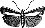"The Pyralidina are a group of small moths readily distinguished by their long slender bodies and large forewings. One of these, Pyralis vitis, is very destructive to vines, and another, Pyralis farinalis, feeds upon meal and flour. The Galleridae, a family of Pyralidine moths, deposit their eggs in the hives of bees, where the caterpillars, enclosed in silken cases, devour the wax; but the Hydrocampidae, which also belong to this section, are probably the most wonderful of all Lepidopterous insects, their larva being aquatic, living and feeding in the water, and many of them beathing by gills similar to those of caddisworms." &mdash; Encyclopedia Britanica; 1893