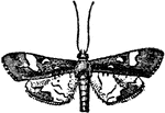 "The Pyralidina are a group of small moths readily distinguished by their long slender bodies and large forewings. One of these, Pyralis vitis, is very destructive to vines, and another, Pyralis farinalis, feeds upon meal and flour. The Galleridae, a family of Pyralidine moths, deposit their eggs in the hives of bees, where the caterpillars, enclosed in silken cases, devour the wax; but the Hydrocampidae, which also belong to this section, are probably the most wonderful of all Lepidopterous insects, their larva being aquatic, living and feeding in the water, and many of them beathing by gills similar to those of caddisworms." &mdash; Encyclopedia Britanica; 1893