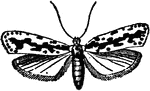 "The Tineina contain the smallest of the Lepidoptera, and are best known as clothes moths. These clothe themselves at our expense in the warmest woollen garments, which they traverse in all directions, leaving behind a gnawed and worn-out path, so thin and bare as to yield to the slightest pressure. They also destroy furs, hair, feathers, and many other articles of domestic economy, and are the exterminating pests of zoological museums. To them we no doubt owe the destruction of the most perfect specimen of the Dodo known, which was once preserved in the Ashmolean Museum of Oxford." &mdash; Encyclopedia Britanica; 1893