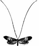 "The Tineina contain the smallest of the Lepidoptera, and are best known as clothes moths. These clothe themselves at our expense in the warmest woollen garments, which they traverse in all directions, leaving behind a gnawed and worn-out path, so thin and bare as to yield to the slightest pressure. They also destroy furs, hair, feathers, and many other articles of domestic economy, and are the exterminating pests of zoological museums. To them we no doubt owe the destruction of the most perfect specimen of the Dodo known, which was once preserved in the Ashmolean Museum of Oxford." &mdash; Encyclopedia Britanica; 1893
