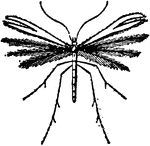 "The insects of the group Pterophorina, are remarkable from the peculiar conformation of their wings. Each of these organs is split longitudinally into several branches, all of them delicately fringed. In the genus Pterophora the fore wings are divided into two, and the hind wings into three branches; while in Orneodes each wing is split into six, and these when the insect is at rest are folded together after the manner of a fan." &mdash; Encyclopedia Britanica; 1893