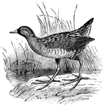 A species of numerous bird of Europe.