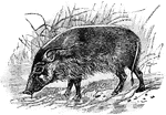A large hog.