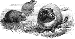 A rodent that live sunderground on prairies. They are about a foot long, very stout, squat, paunchy form with low ears and ver short tail.