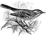 A small insectivorous migratory bird of the eastern parts of the United States.