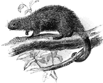 A porcupine with a prehensile tail.