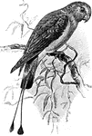 A bird parrot with two long tail feathers.