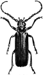A species of large brown or black beetles. Some of the longest beetles known.
