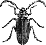 A genus of large beetles.