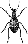 A group of beetles known for being preditors. They have bulging eyes and slender legs.
