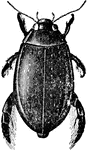 Dytiscus Harminieri, a genus of predatory, diving beetles that usually live in wetlands and ponds.