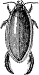 Dytiscus Harminieri, a genus of predatory, diving beetles that usually live in wetlands and ponds.