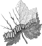 Larva feeding on a grape leaf.