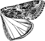 A full grown Owlet moth.