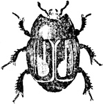 "The Mimic Beetles seldom exceed one-third of an inch in length, and are of very solid consistence, their elytra being so hard that the pin of the entomologist is with difficulty made to enter. They are somewhat square in form, with the upper surface highly polished, feeding chiefly on putrid substances and found in great abundance in spring on the dung of oxen and horses." &mdash; Encyclopedia Britanica, 1893