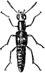"Readily distinguished from the other groups of beetles by having the elytra much shorter then the abdomen, although they still suffice to cover the long membranous wings, which when not in use are completely folded beneah. The abdomen is long and exceedingly mobile, and is employed in folding and unfolding the wings. It is furnished at its extremity with two vesicles which can be protruded or withdrawn at pleasure, and from which, when irritated, many species emit a most disagreeable odor, although in a few the scent is more pleasing. They are voracious both in the larval and perfect states, feeding chiefly upon decaying animal and vegetable matters, although a few species devour living prey. Many of the smaller forms reside in and feed on mushrooms, some are found abundantly under putrescent plants, others in manure heaps, where they feed upon the maggots of flies, while there are a few forms which make their homes in the nests of the hornet and the ant." &mdash; Encyclopedia Britanica, 1893