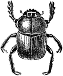 "A black insect, with brilliant metallic blue or purple reflections on the under side, and well known as "wheeling its drowsy flight" during fine evenings. This it does in search of a patch of cow-dung, through which it makes its way until reaching the ground, where it bores a perpendicular tunnel about 8 inches deep, and as wide as a man's finger; then ascending to the surface it conveys a quantity of dung to the bottom, and on this it proceeds to deposit an egg; another layer of the same material and another egg follow until the entire shaft is filled." &mdash; Encyclopedia Britanica, 1893