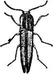 "Springing Beetles, Elateridae, are narrower and more elongate than the former, and their legs are so short that when they fall on their backs they are as unable to right themselves as a capsized turtle, but by bending the head and thorax backwards, and making use of the prolongation already described, they are enabled to spring to a height fully ten times their own length, and this operation they repeat until they fall on their feet. The noise which accompanies the springing process has earned for them the name of Click Beetles." &mdash; Encyclopedia Britanica, 1893