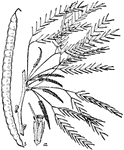 A plant characterized by the cylindrical spikes, and by the pod, which is nearly cylindrical, straight or curved or twisted. Commonly filled with a pulp or fleshy substance between the seeds.