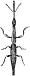 Image of the straight-snouted weevil, or Brentus Anchorago