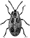Endomuchus Coccineus.