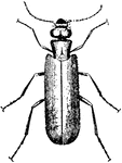 Lytta Vesicatoria, common name Blister Beetle.