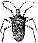 A small beetle of the proxys genus.