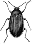 A large beetle native to the United States.
