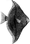 A flat fish with large fins.
