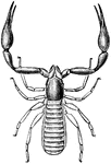A small arachnid that resembles a scorpion.