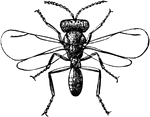 A female fruit fly.