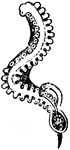 "Hectocotylus of Tremoctopus violaceus." &mdash; Encyclopedia Britannica, 1893