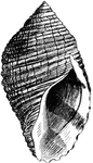 A swirl shaped shell.