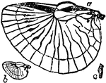 "A name arising in the first instance probably from their invariable habit of secreting themselves in any cavity, of which they always endeavour to reach the innermost recess, and strengthened by the popular exaggerated idea of the strength and attributes of the anal forceps peculiar to these insects." &mdash; Encyclopedia Britannica, 1893