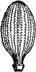 "Cidaris glandifera, Goldf (spine); Jura, Mount Carmel." &mdash; Encyclopedia Britannica, 1893