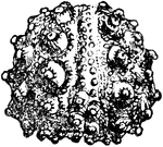 "Hemicidaris intermedia, Flem.; Corallian, Calne." &mdash; Encyclopedia Britannica, 1893