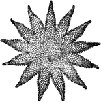 "The common British species of Solaster, S. papposus, has ordinarily 13 rays." &mdash; Encyclopedia Britannica, 1893
