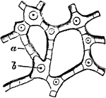 "Tergal skeleton of Asterius rubens. a, connecting pieces; b, spinebearing plates." &mdash; Encyclopedia Britannica, 1893