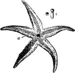 "Asterias rubens. a, 4-ranked pedicelis; b, end of pedicel magnified." &mdash; Encyclopedia Britannica, 1893