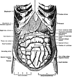 "The Abdominal Viscera <em>in situ</em>, as seen when the abdomin is laid open and the great omentum removed. The ribs on the right side are indicated by Roman numerals; it will be observed that the eighth costal cartilage articulated with the sternum on both sides." &mdash;Encyclopedia Britannica, 1910