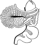 cc. Colic caeca, d. Duodenum. g. Glandular patch, l.l. Meckel's tract, l.i. Hind-gut, p.v. Cut root of portal vein, r.v. Rectal vein, s. Proventriculus, y. Meckel's diverticulum.