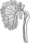 Intestinal tract of <em>Canis vulpes</em>. S, cut end of duodenum; C, caecum; R, cut end of rectum.