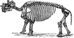 A restored skeleton of <em>Uintathcrium (Dinoceras) mirabile.</em>