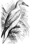 "The Pelecanus bassanus f Linnaeus and the Sule bassana of modern ornithologists, a large sea-fowl long known as a numerous visitor, for the purpose of breeding, to the Bass Rock at the entrance of the Firth of Forth, and to certain other islands off the coast of Britain, of which four are in Scottish waters." &mdash; Encyclopedia Britannica, 1893